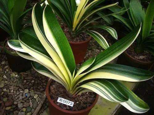 请问君子兰怎么换盆要注意什么,十年的君子兰换盆方法