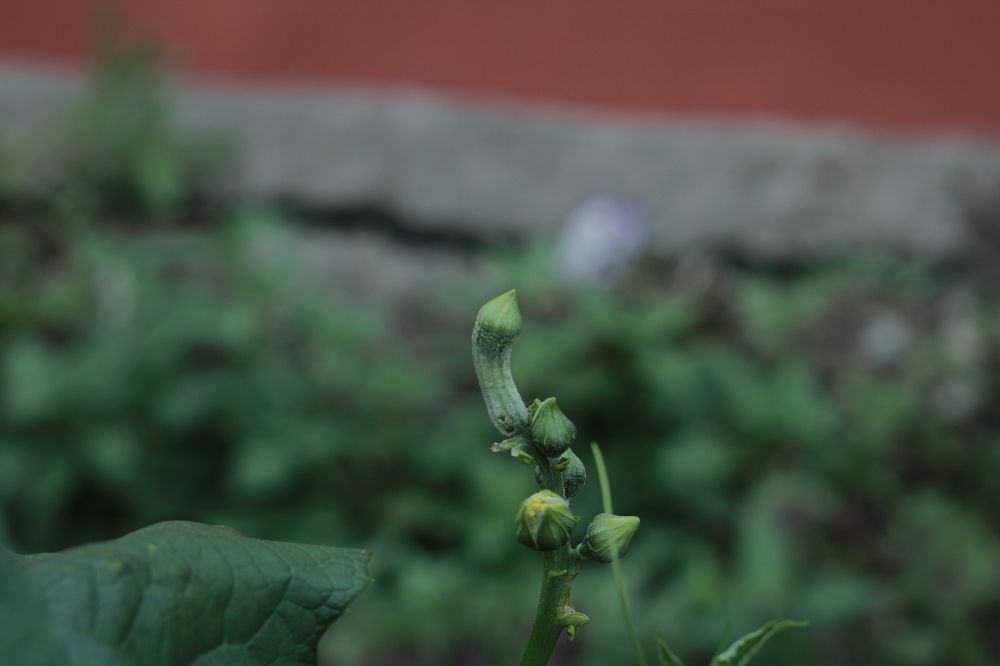 义渡古镇和走马古镇,走马古镇值不值得去