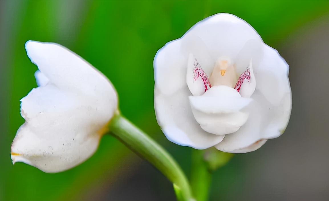 最好的兰花品种图片及名称大全,各种兰花品种详细介绍大全