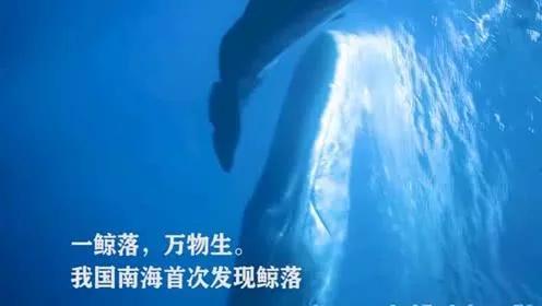 起点即终点：鳗鱼穷其一生，只为留下最后的温柔