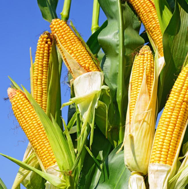 货币战争是怎么打起来的,货币战争开始普通人如何自保