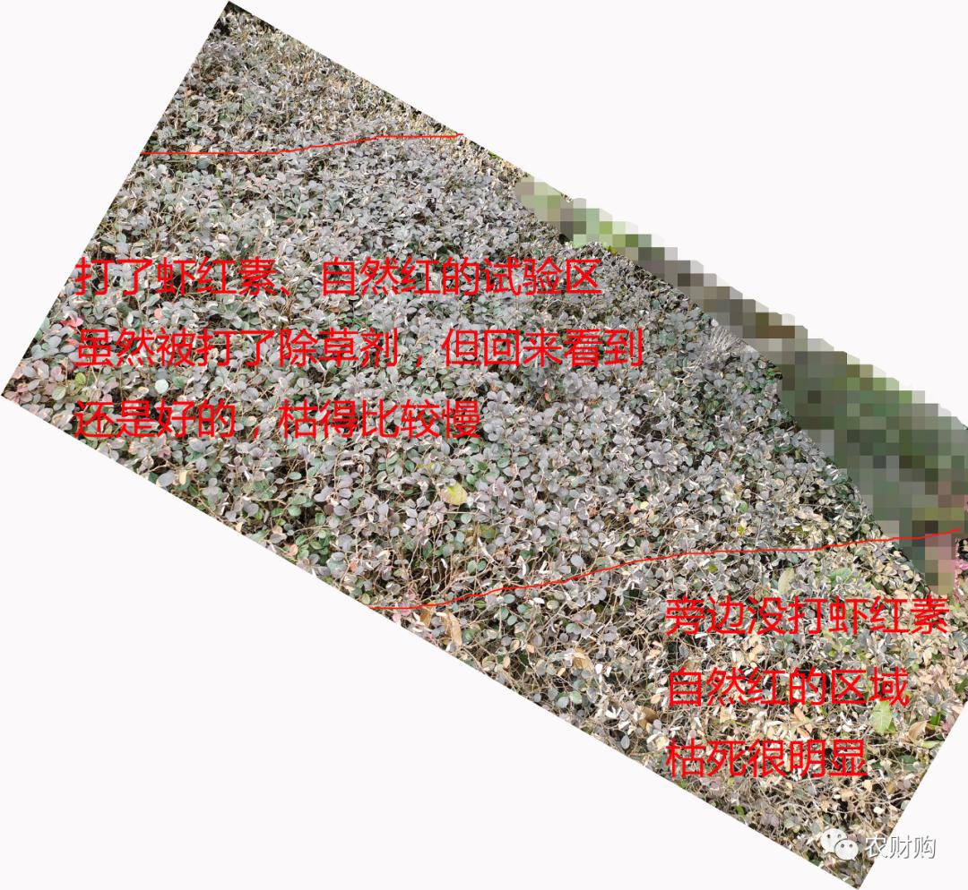 到底什么时候打着色剂好？用了几年的果农告诉你，实际效果如何