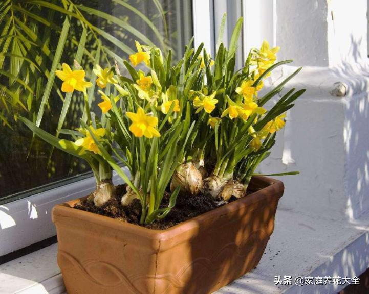 干湿循环土干到什么程度浇水,花盆土壤比较湿润需要浇水吗