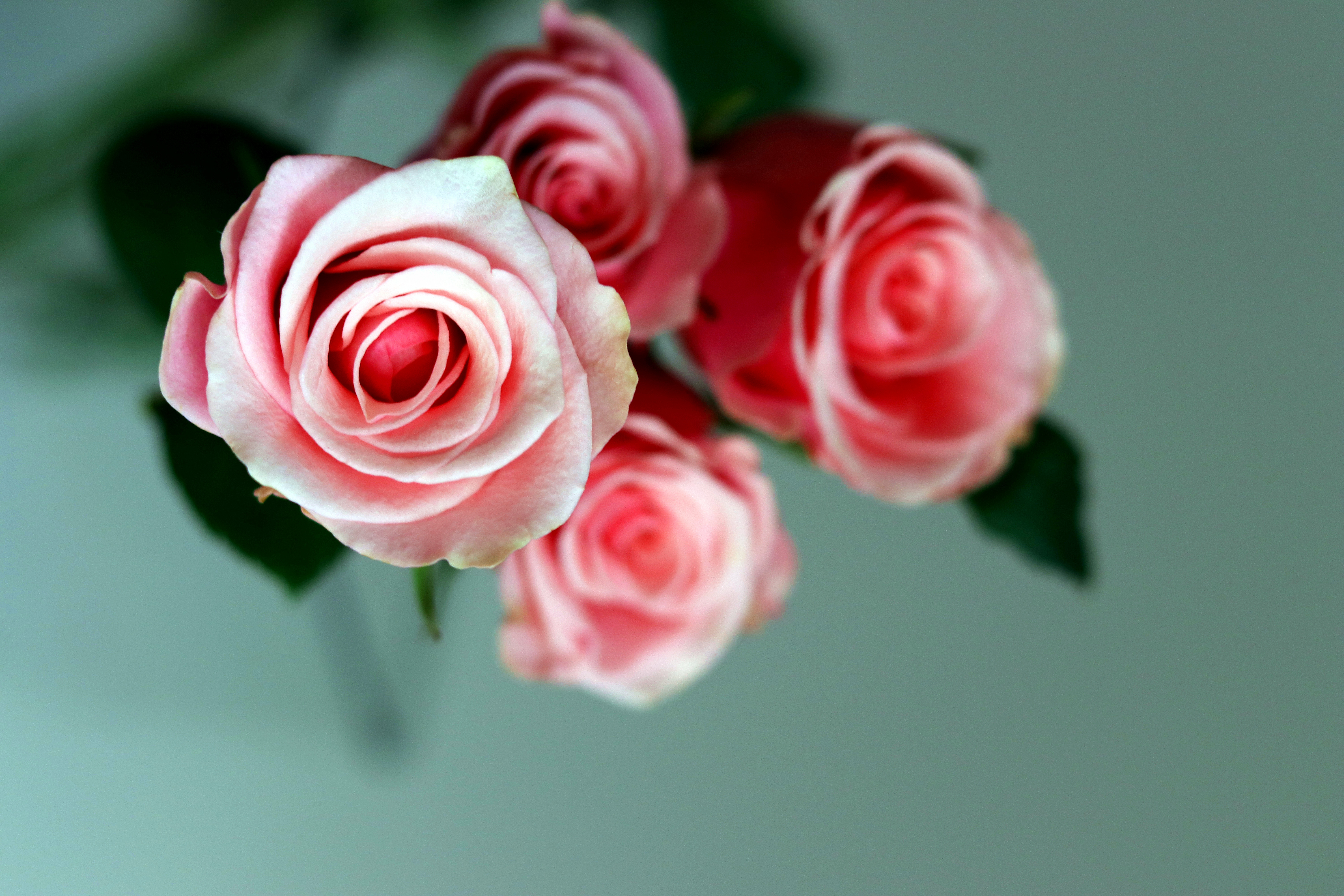 粉雪山玫瑰醒花的正确方法,洛神玫瑰醒花的正确方法