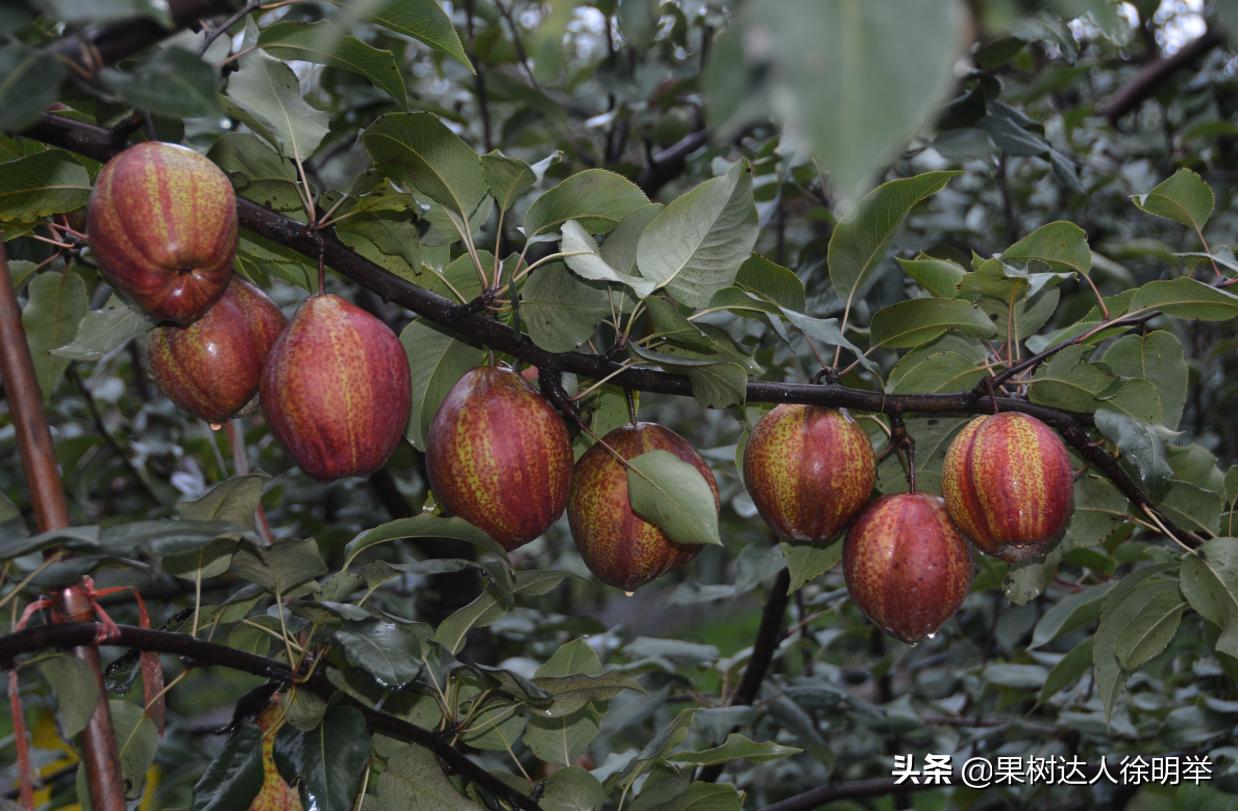 梨树没蚜虫卷叶是什么原因,梨树叶卷了里面都是蚜虫