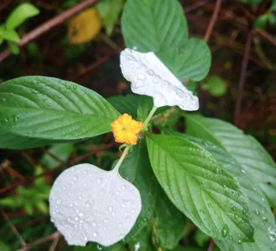 绿植绿油油的叶子,绿白相间叶子绿植