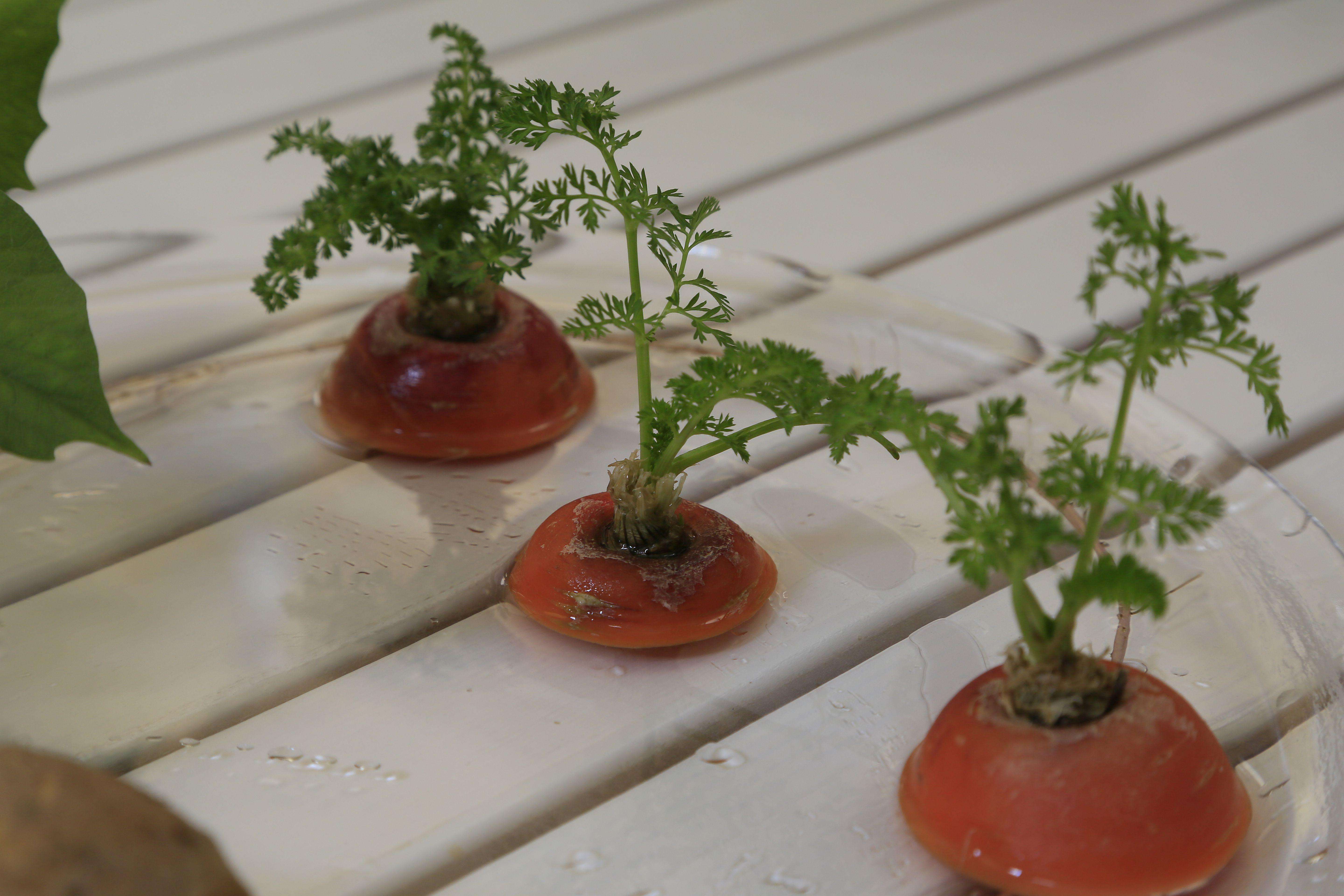 这几种盆栽可不能随便养,十大适合懒人种植的盆栽