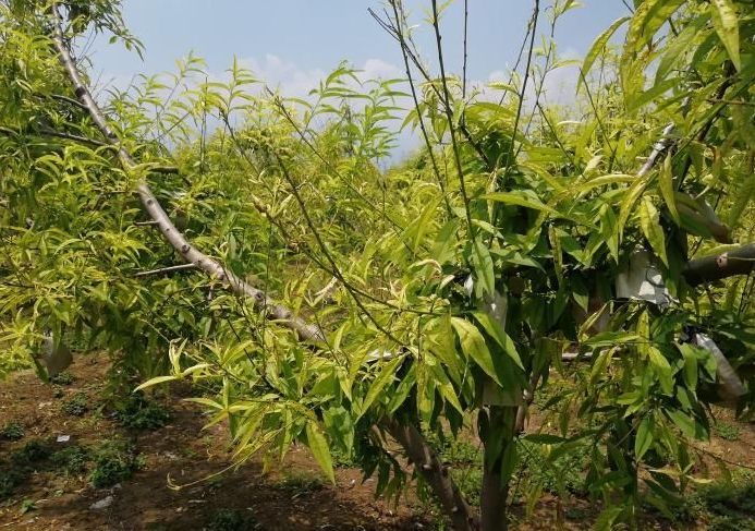 桃树叶片发黄常见原因及解决措施