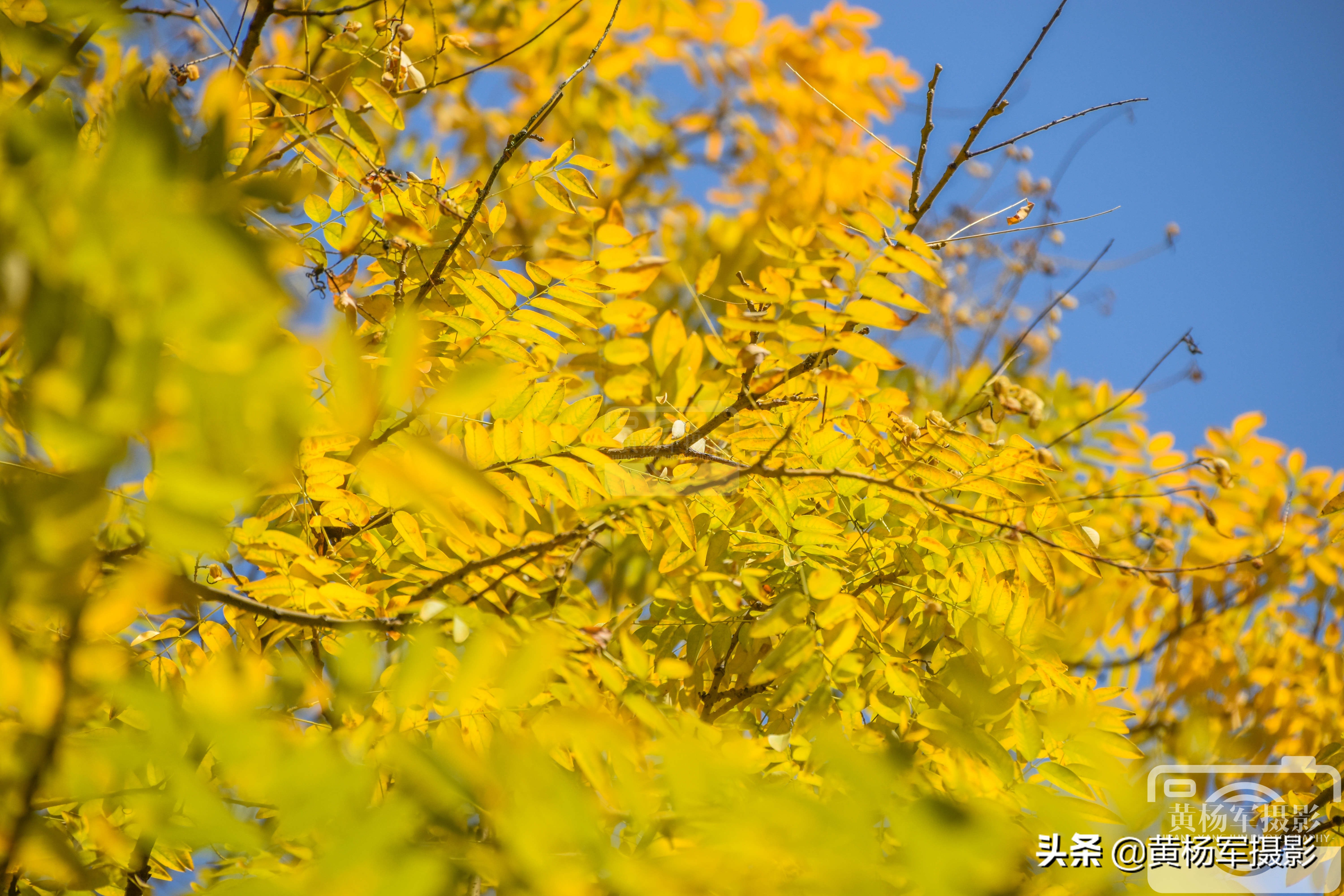 阳光下金灿灿的银杏叶,阳光下金黄的银杏叶