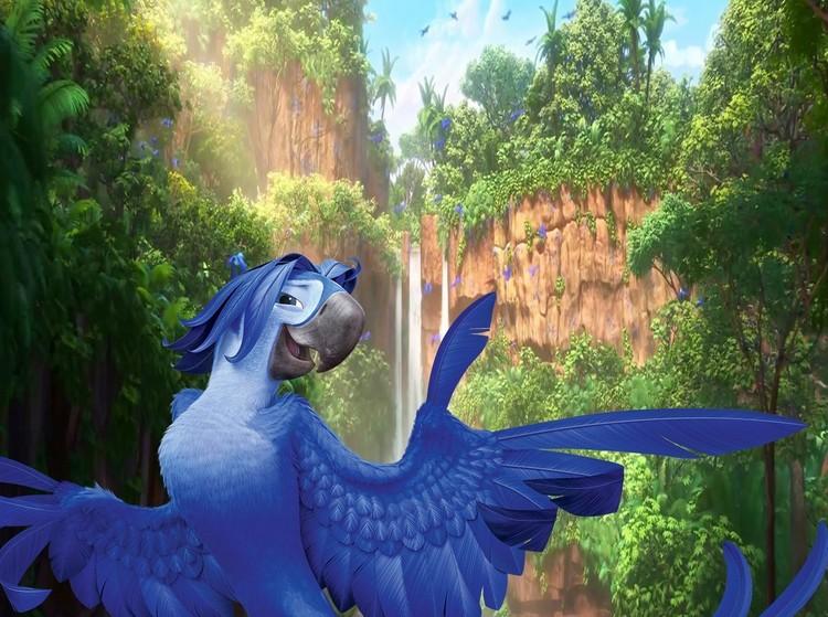 最大的野生金刚鹦鹉,世界上最有名金刚鹦鹉