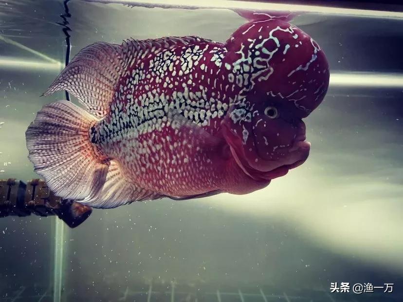 罗汉鱼肠炎好转过程图,为什么罗汉鱼忽然肠炎了