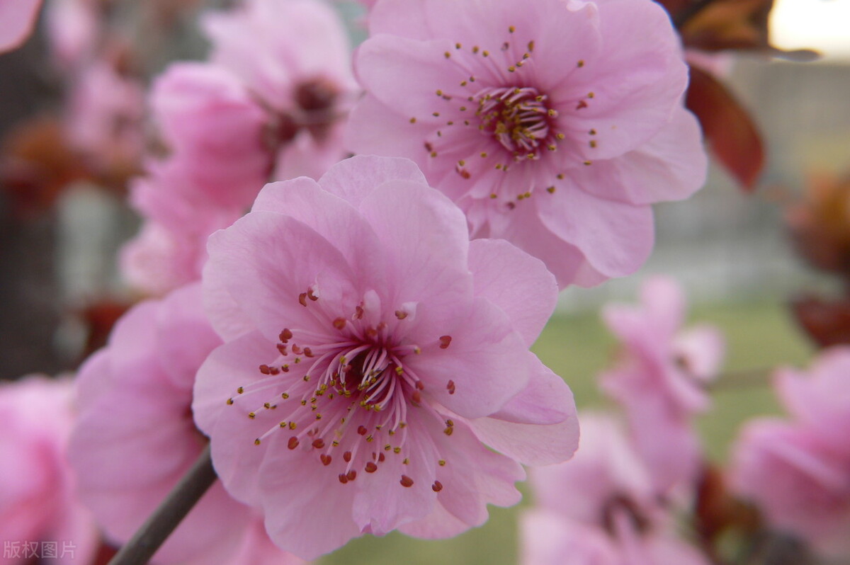 红梅修剪时间和方法,红梅花谢后怎样修剪