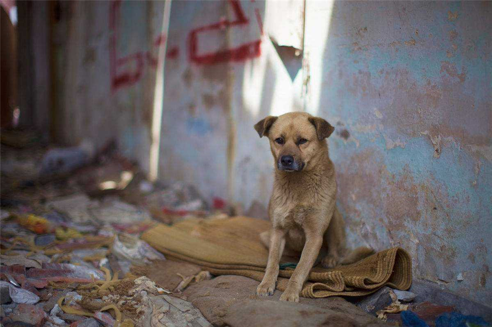 狗狗疑似涨奶是怀孕了吗,狗狗分泌乳汁证明假孕要结束了吗