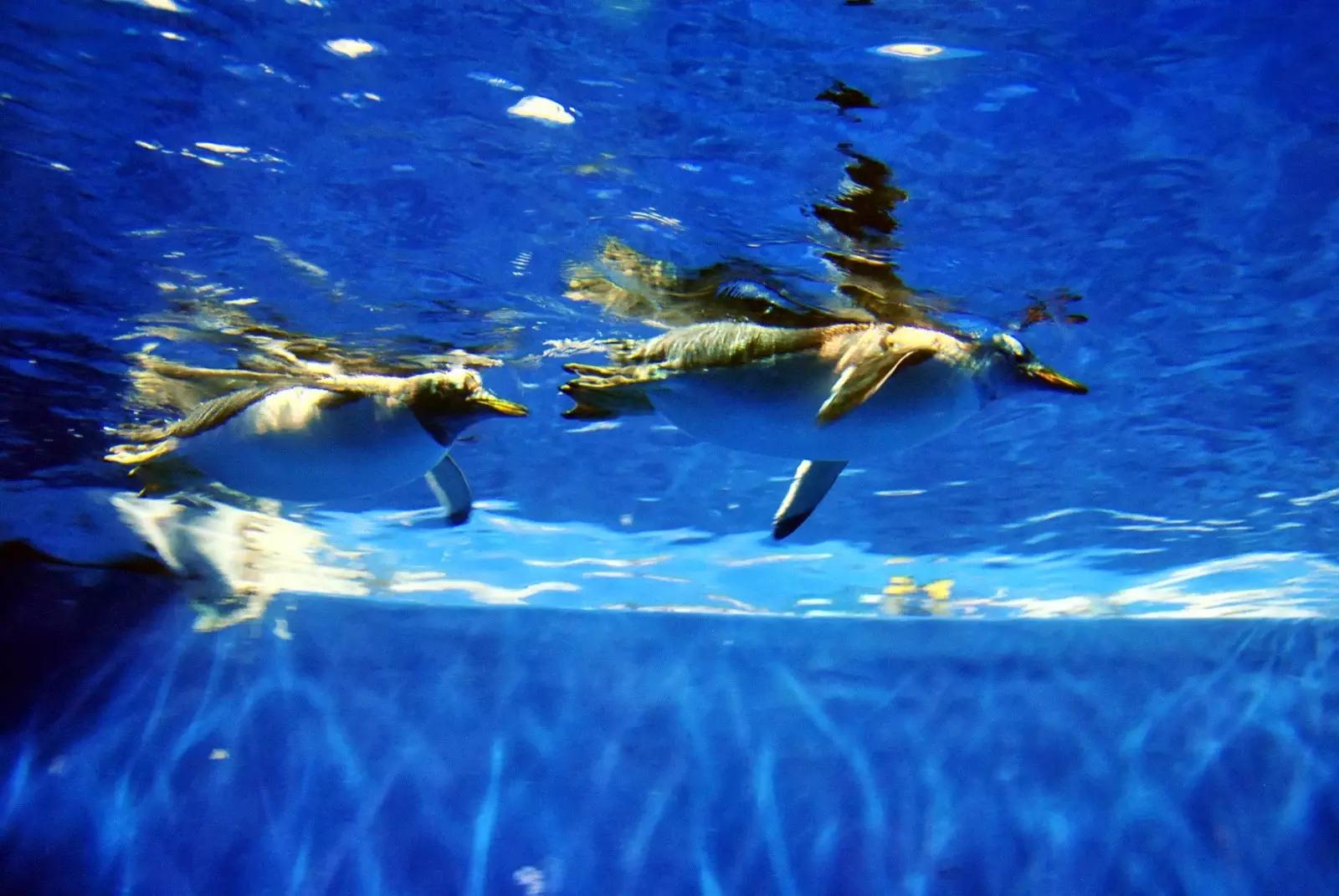 哈尔滨冰灯游玩攻略,哈尔滨冰灯梦幻之行