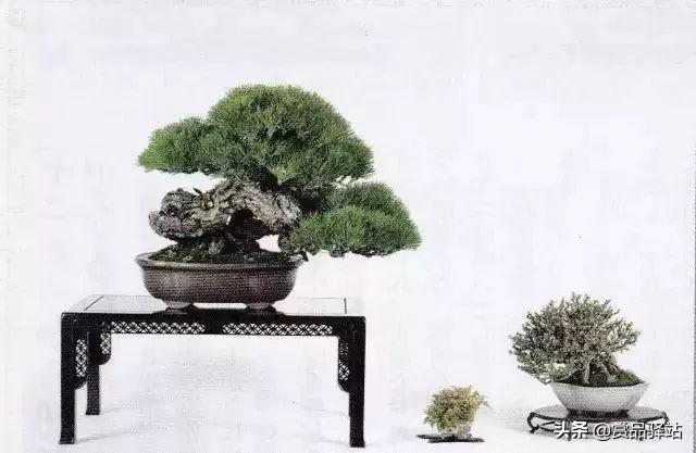 黑松盆景寓意 (黑松盆景风水)