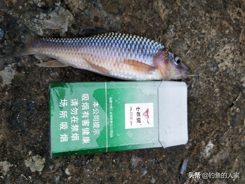 山溪钓小鱼视频,山间小溪钓溪石斑鱼视频