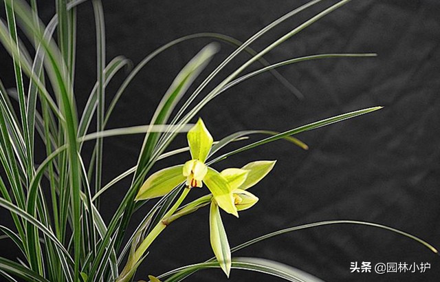 优质兰花的15个特点,你家兰花有么?