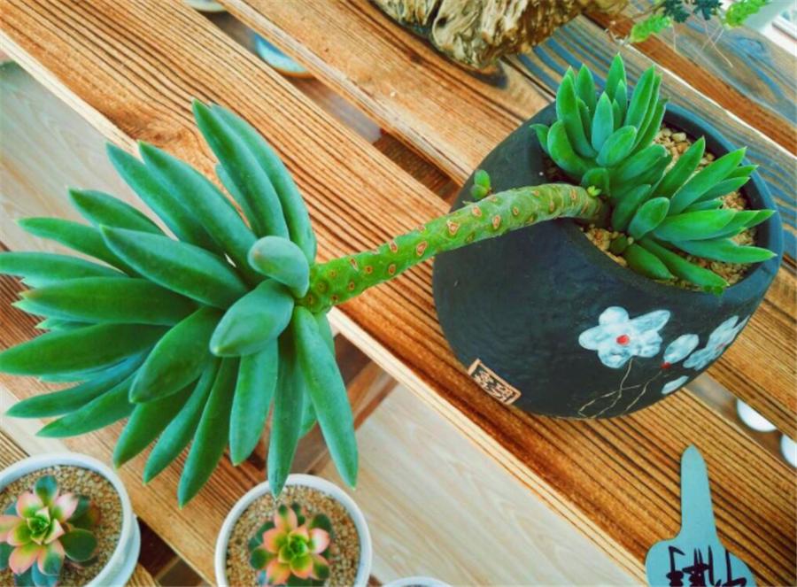 怎样才能让千佛手爆盆,千佛手爆盆以后怎么处理