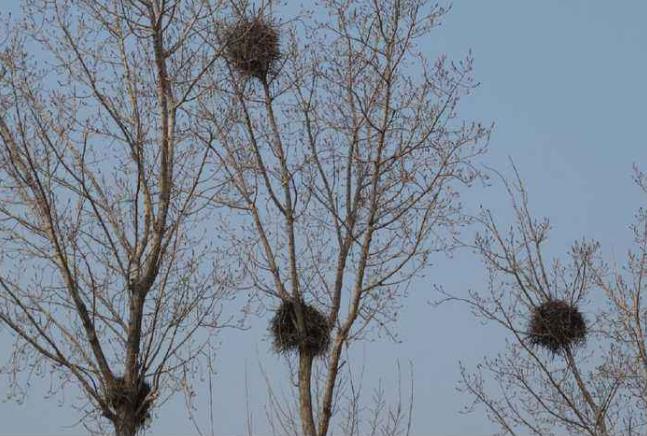 高清童年常见飞禽篇（值得珍藏）