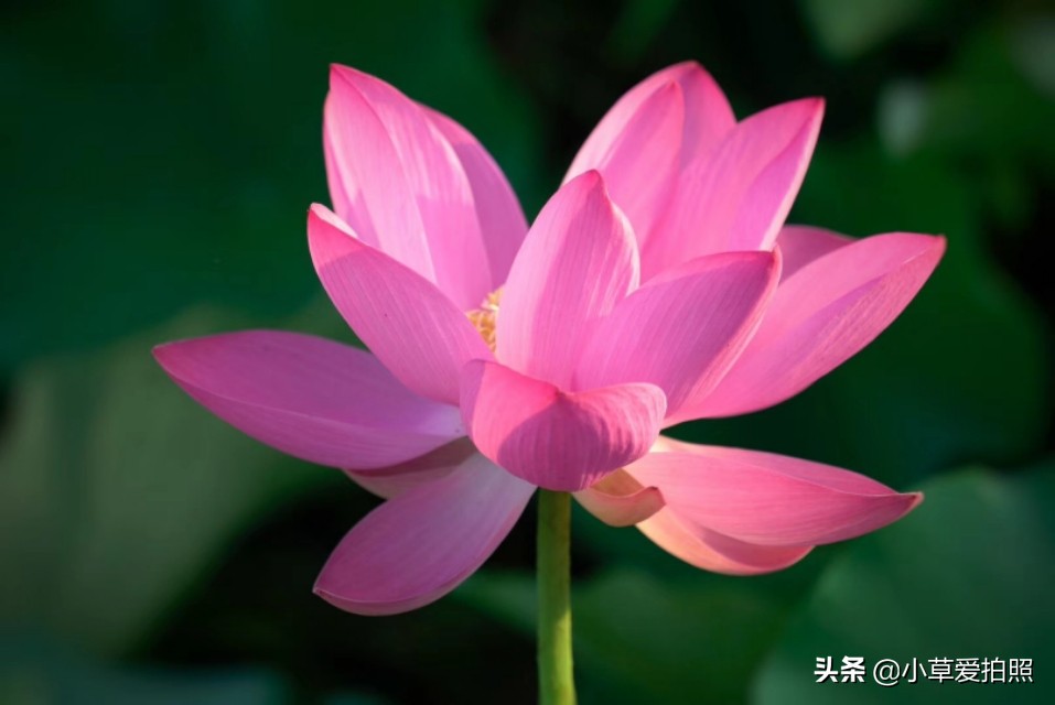 威海夏晨荷图片,金秋十月威海羊亭湿地公园美醉了