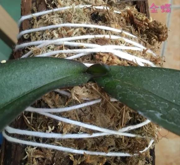 兰花冬季移种如何快速生根,把兰花种树上