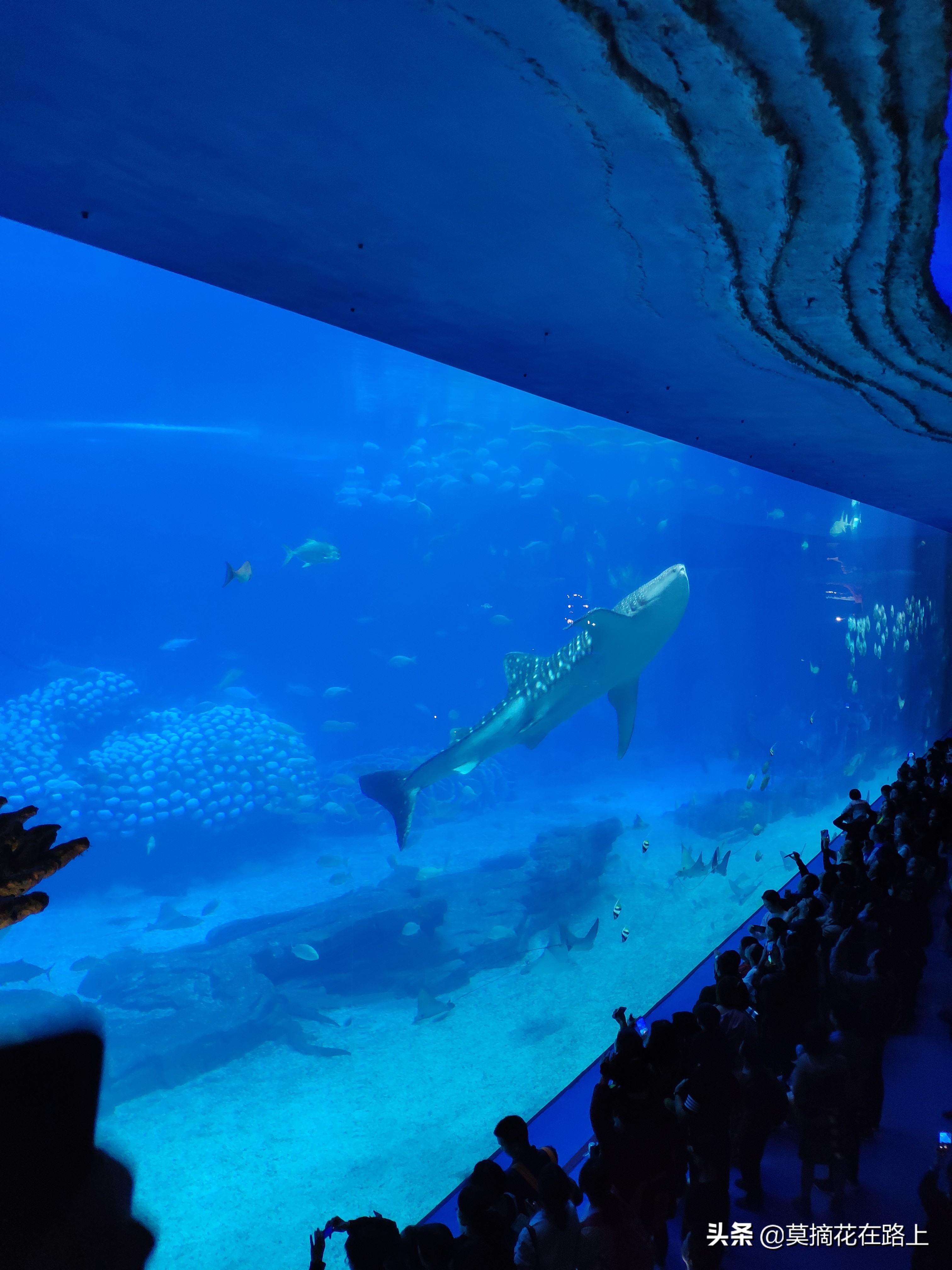 推荐去珠海长隆旅游的原因,一场说走就走的旅行珠海长隆