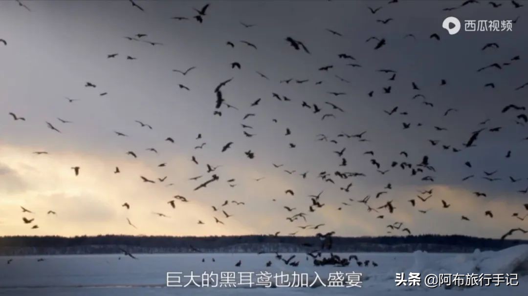 豆瓣9.1分，看过不足1500人，我却复盘了张日本最全野游图