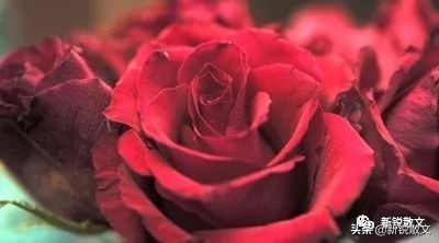 我是一朵永不凋零的花作文,我是一株玫瑰花作文