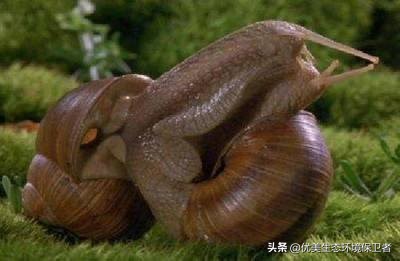 蜗牛是从哪个部位下蛋的,蜗牛竟然是蛋孵出来的你们知道吗