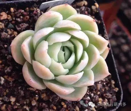 多肉月影系有哪些品种,月影系多肉品种大全