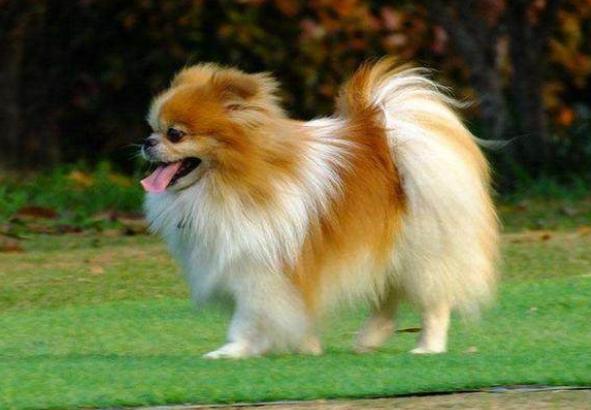 博美应如何训练？在训练时应注意哪些事项？