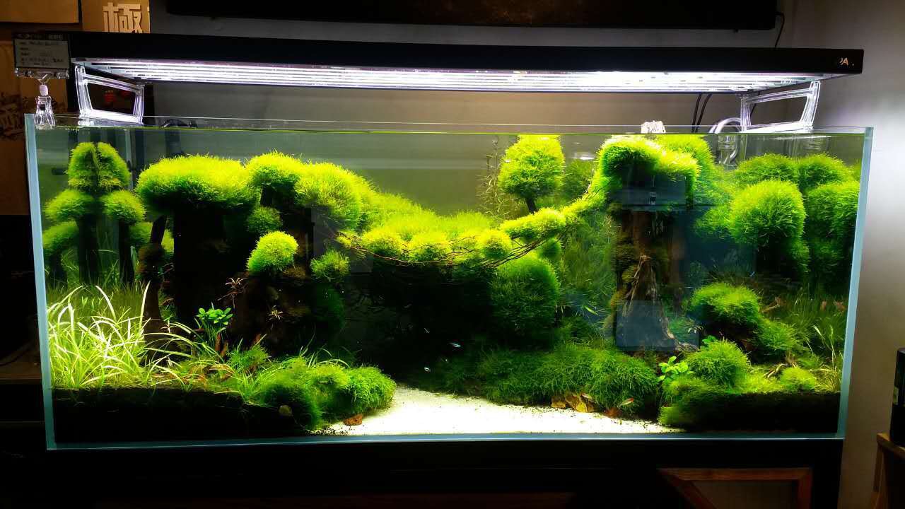 如何调节水质ph为7,水质酸碱度变化后会自动恢复吗