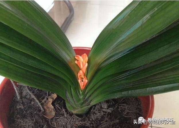 养花必备四种调料,养花最好的4种料