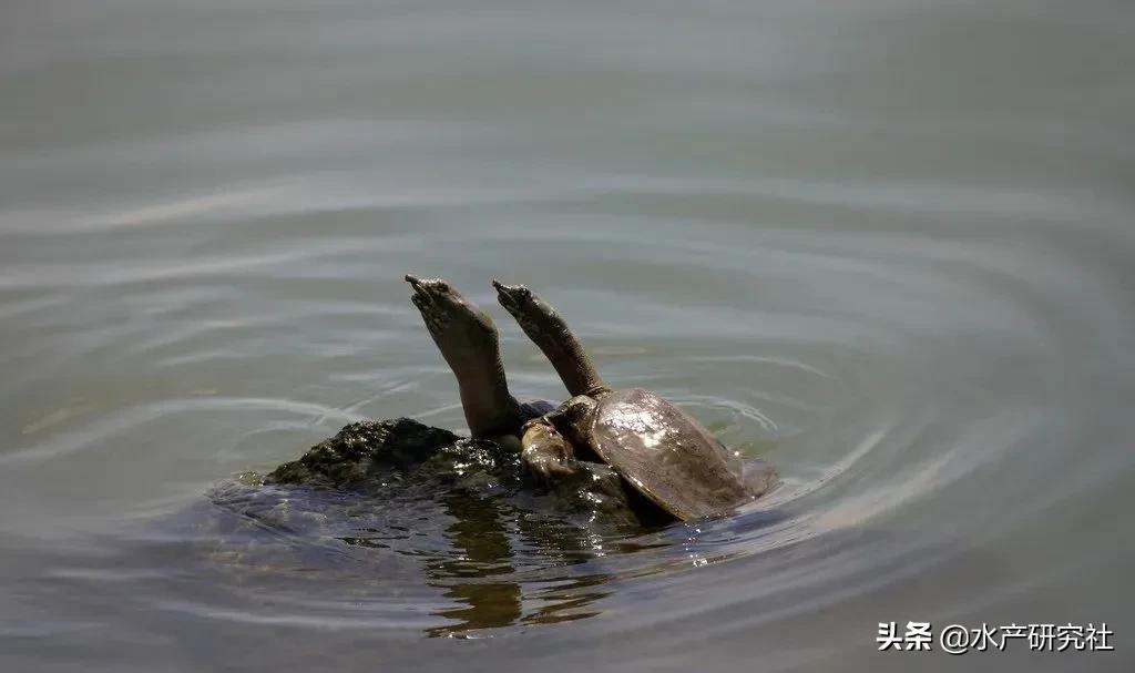 甲鱼养殖如何解毒降亚硝酸盐,甲鱼亚硝酸盐中毒如何处理