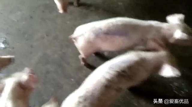 仔猪病毒性腹泻怎么治疗,仔猪传染性腹泻怎么治