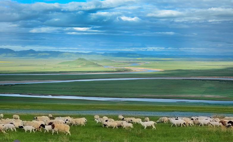 羊蹄山羊和绵羊哪个好,买羊肉山羊好还是绵羊好