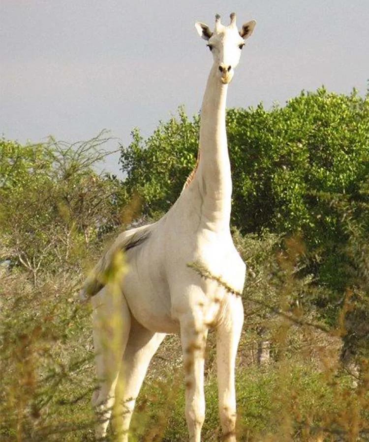 世间稀有的白色长颈鹿母子，在非洲被残忍猎杀，发现时只剩骨骼