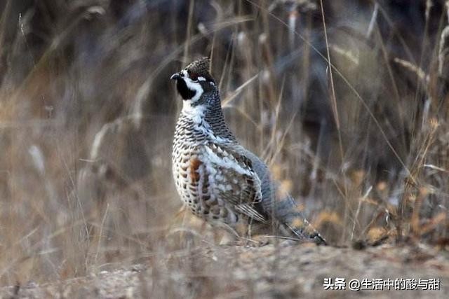 飞龙鸟肉,飞龙鸟叫什么
