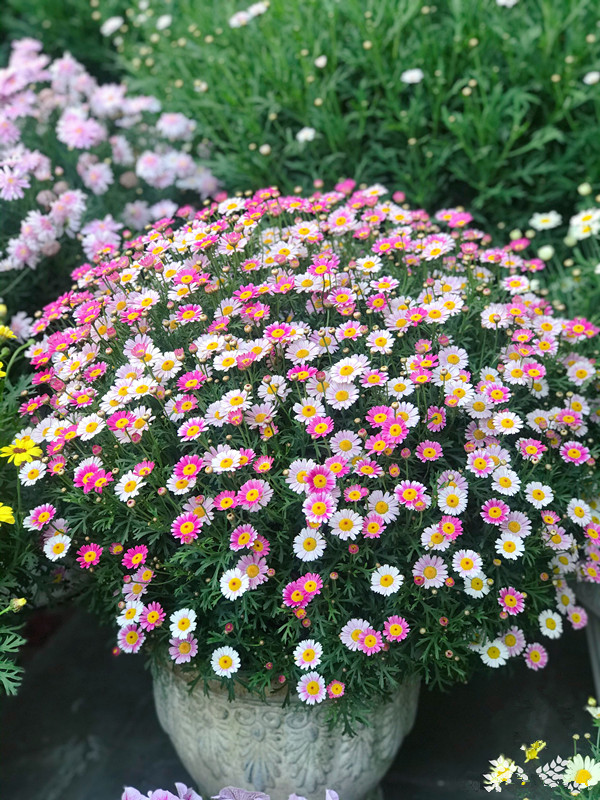 玛格丽特最好养的花,玛格丽特花期多长时间能养成花球