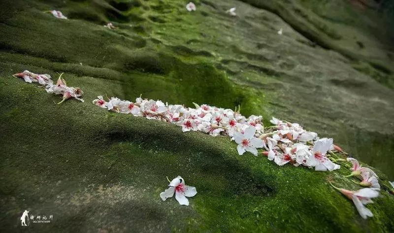 再过2天！仁寿森林音乐节来了，桐子花开满山头，粉白若雪！