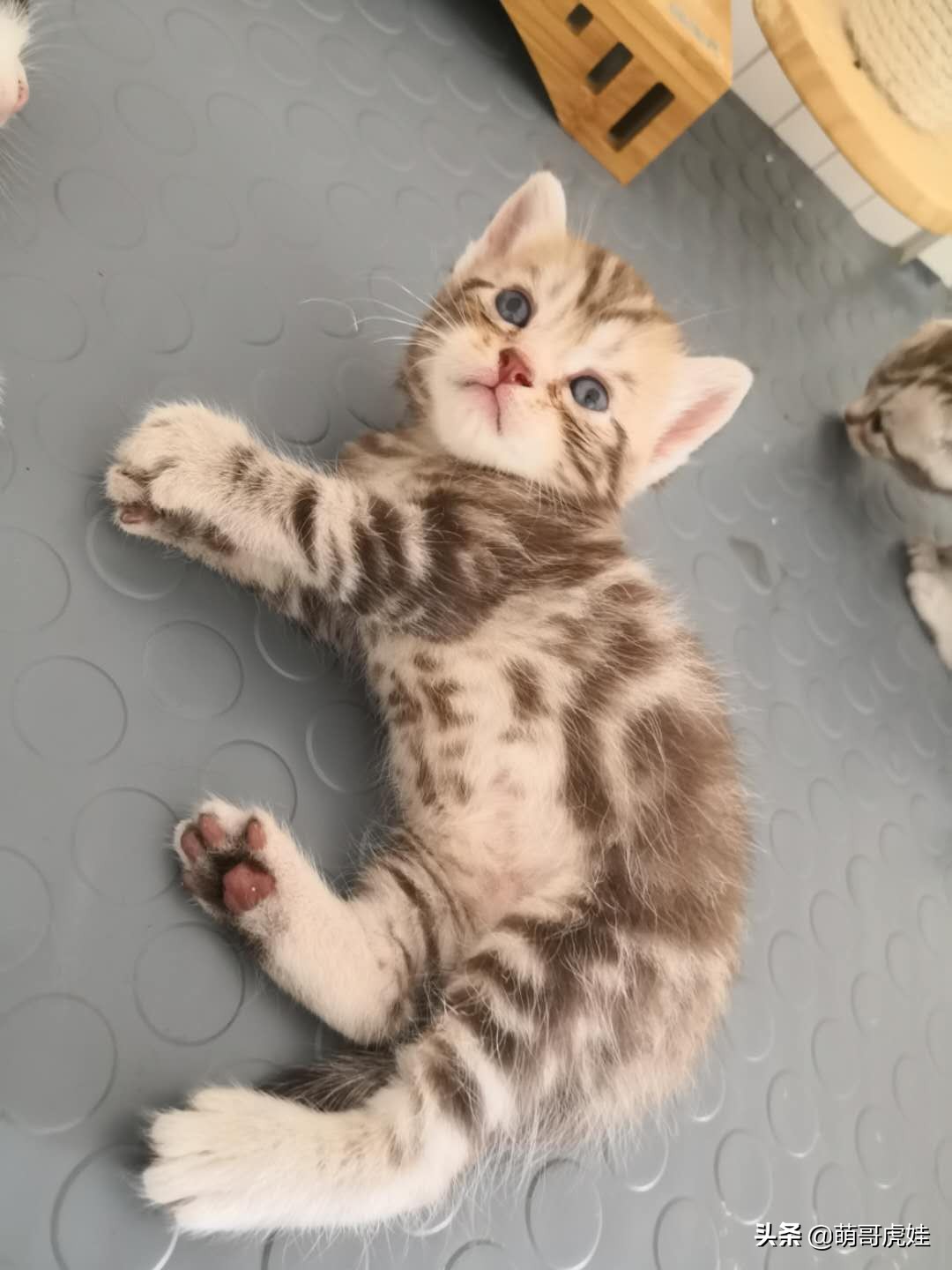 刚买来的小母猫,刚买回来的母猫幼年白狸猫