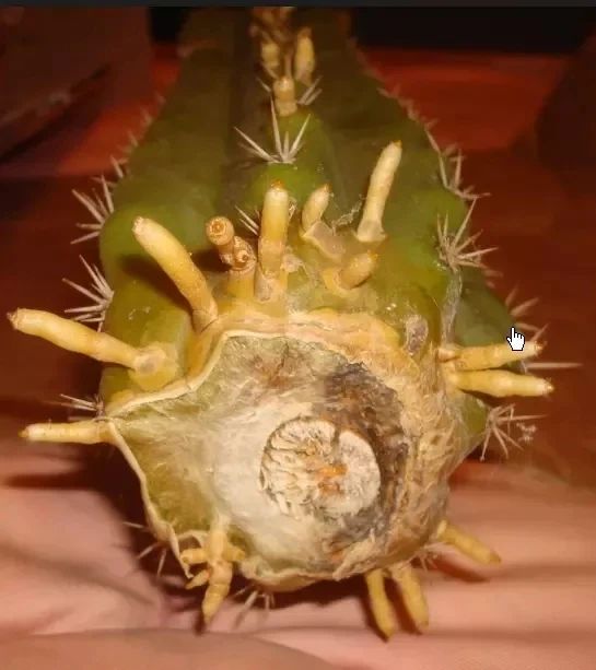 仙人掌的根烂了怎么补救视频,仙人掌类茎腐病的病原有哪些