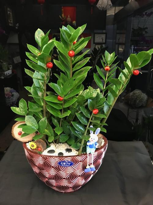 金钱树叶子发黑怎么回事,金钱树叶子发黑怎么治