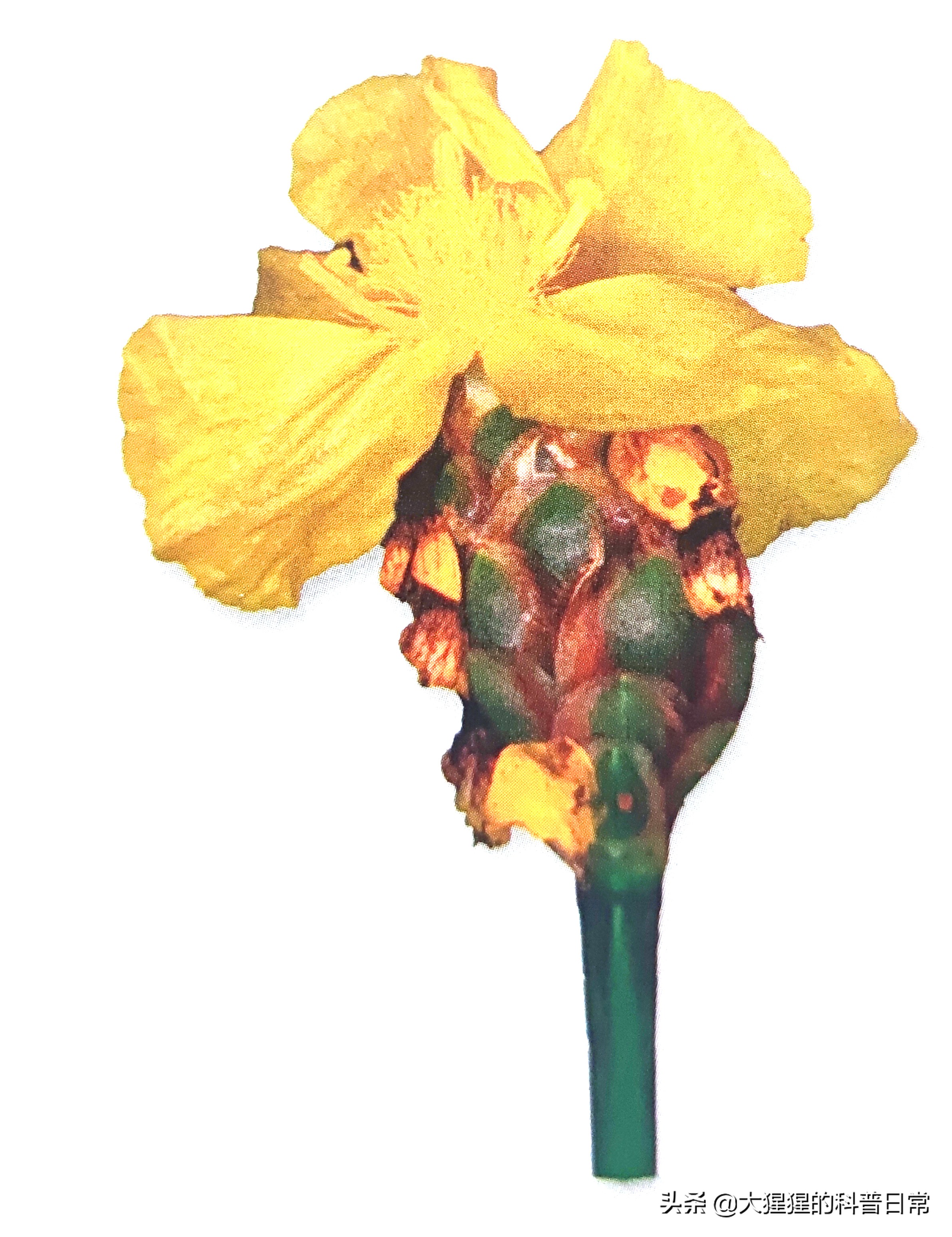 单子叶植物双子叶植物的简图,单子叶植物叶脉是什么