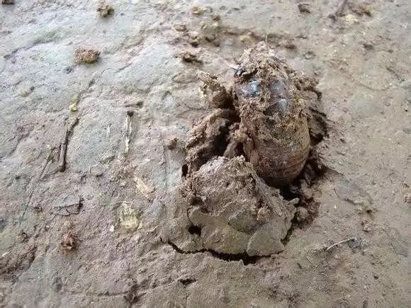 免费提供金蝉养殖技术,金蝉养殖实用技术电子书