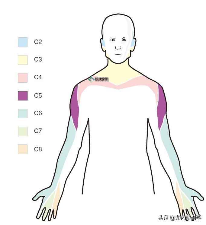 c6神经根受压,c6神经支配区域