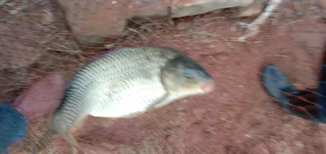 手竿钓草鱼还是海竿好,钓草鱼用海竿还是手竿好