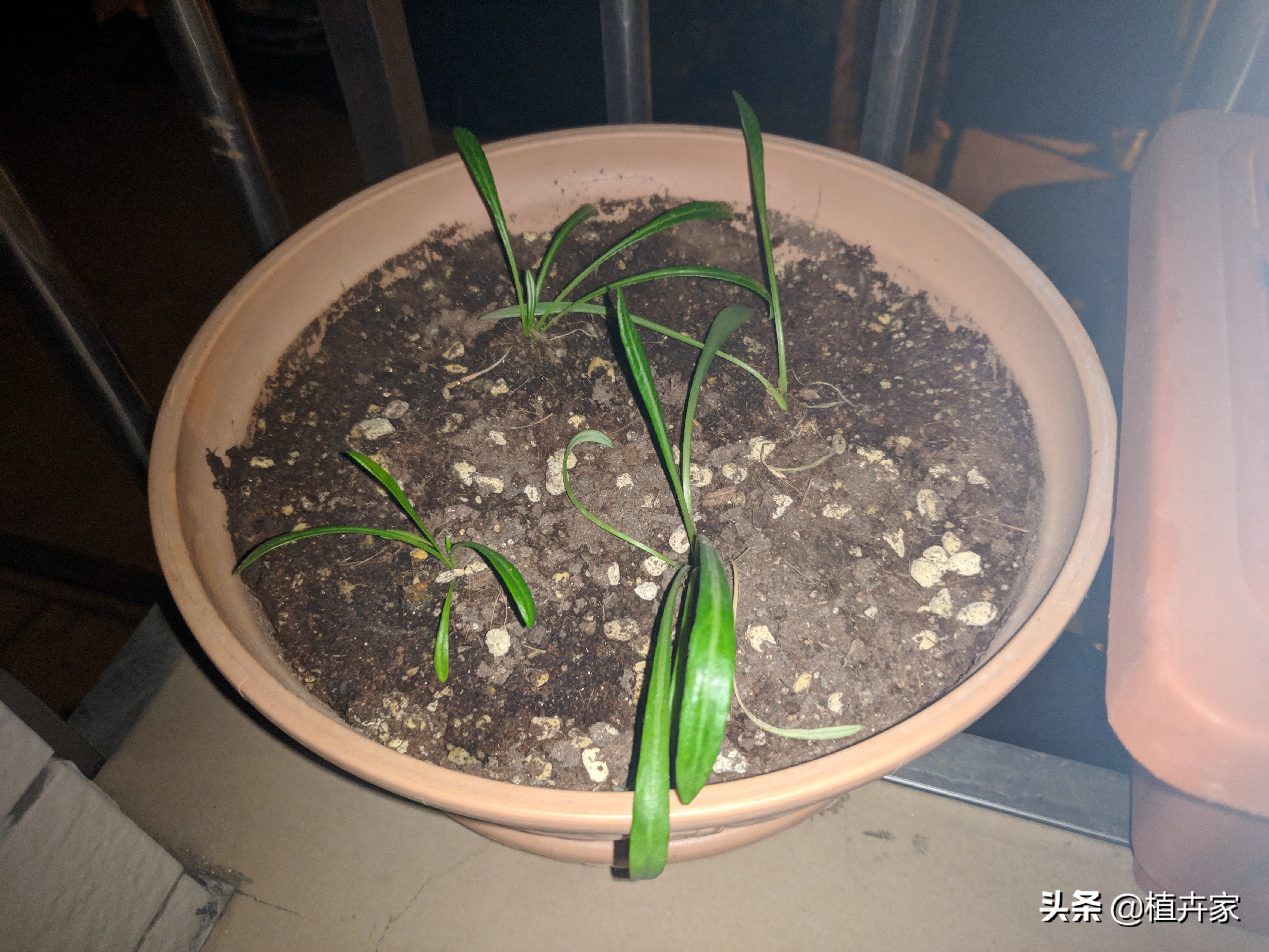 徒长拯救,勋章菊徒长