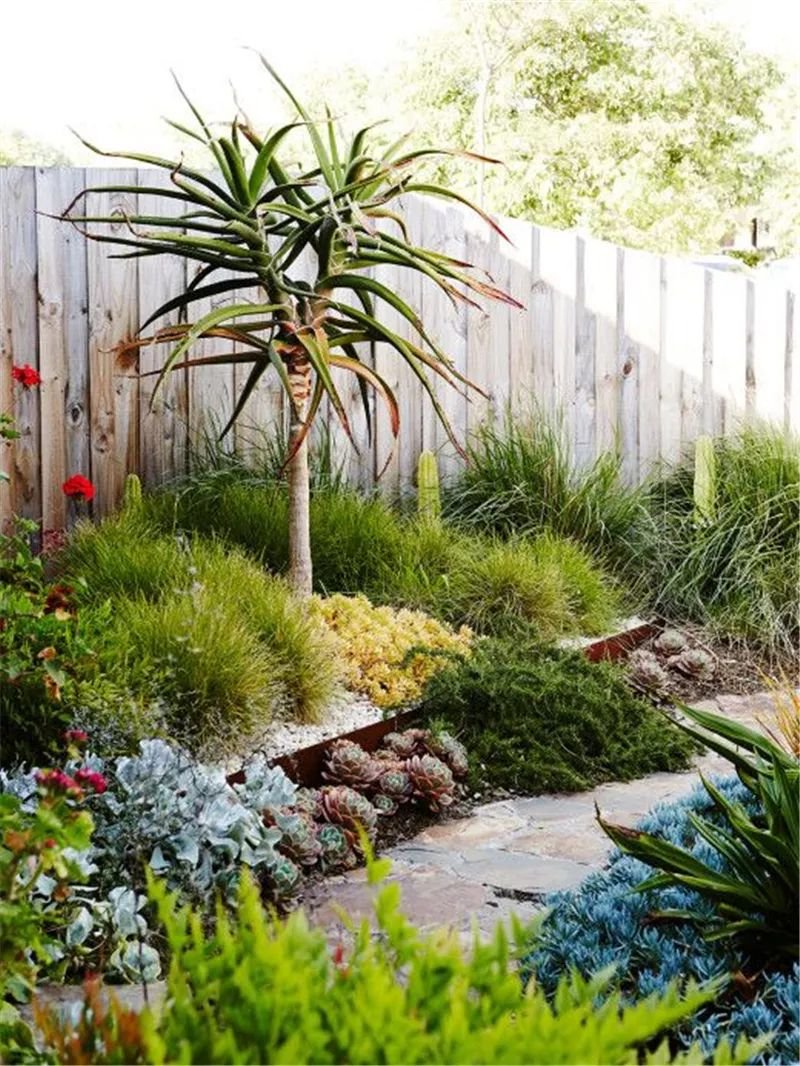 老外的多肉盆景惊艳了世界,多肉庭院美极了