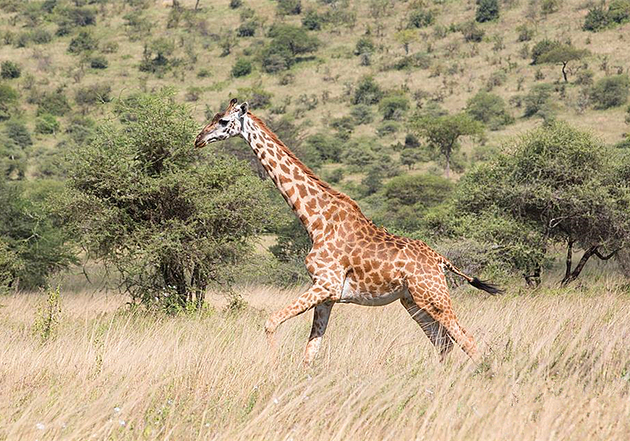 长颈鹿的叫声是怎样的,长颈鹿的叫声像什么